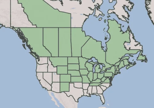 canada-anemone-native-range-usda-map