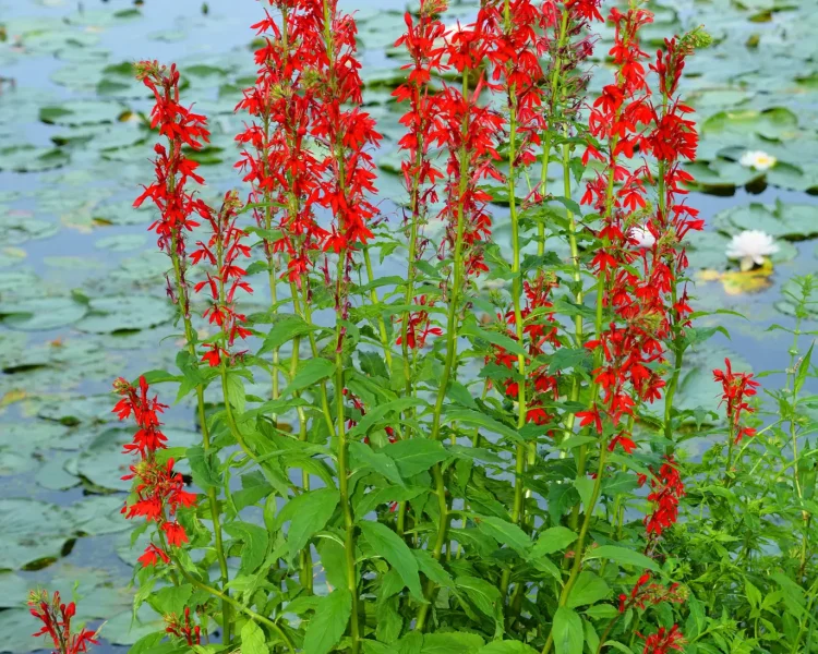 Cardinal flower thrives alongside a pond