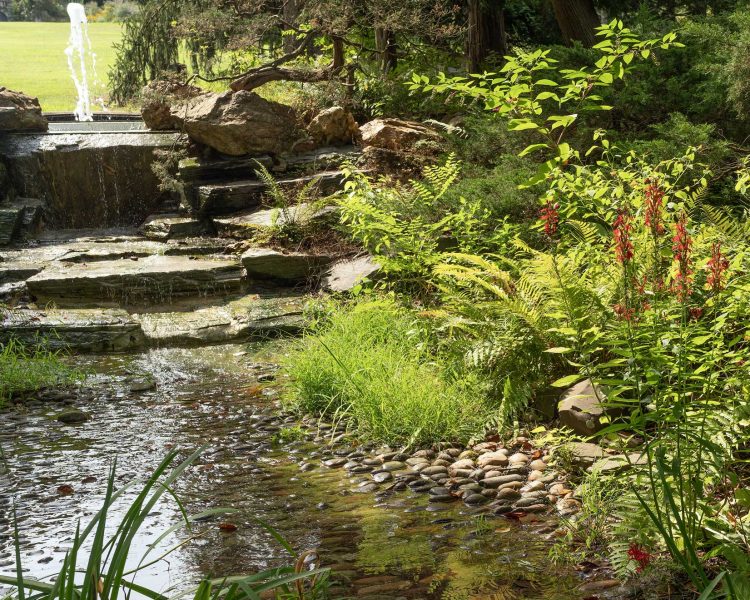 Cardinal flower thrives alongside a stream