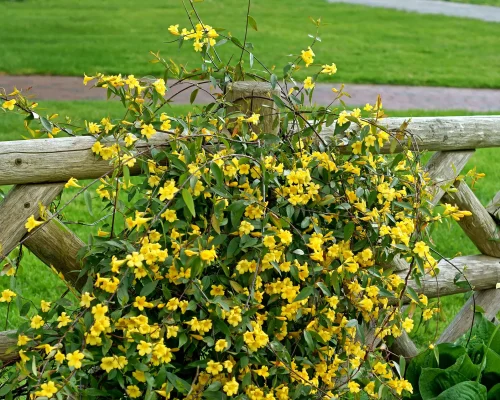 carolina-jessamine-growing-on-a-fence-native-vine