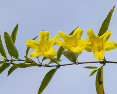 carolina-jessamine-in-bloom-native-vine