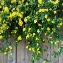 carolina-jessamine-on-a-fence-native-vine