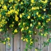 carolina-jessamine-on-a-fence-native-vine