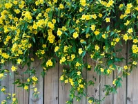 carolina-jessamine-on-a-fence-native-vine