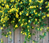 carolina-jessamine-on-a-fence-native-vine