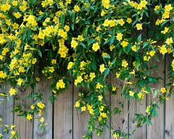 carolina-jessamine-on-a-fence-native-vine