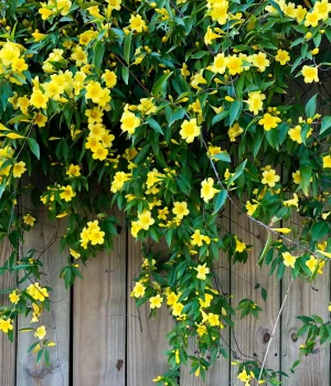 carolina-jessamine-on-a-fence-native-vine