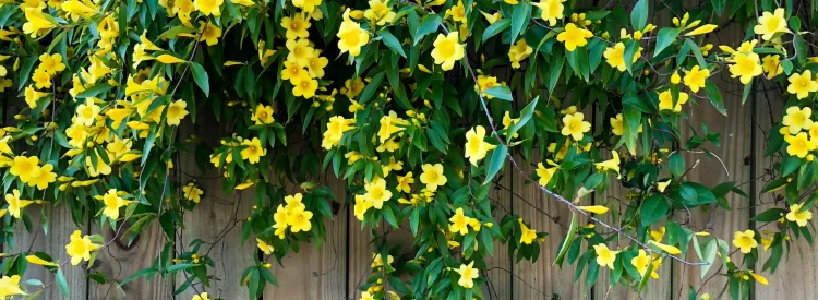 carolina-jessamine-on-a-fence-native-vine