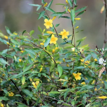 carolina-jessamine-vine-native-plant-in-bloom