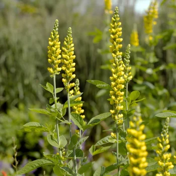 carolina-lupine-in-bloom-native-flower