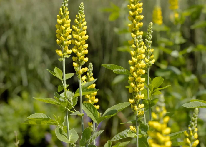 carolina-lupine-in-bloom-native-flower