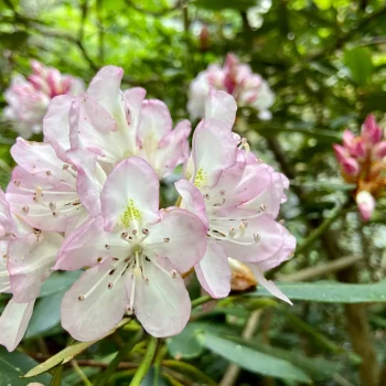 carolina-rhododendron-native-shrub-in-flower