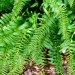 Close-up of bright green fern fronds with slender leaflets, overlapping in a garden bed.