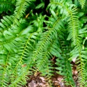 Close-up of bright green fern fronds with slender leaflets, overlapping in a garden bed.