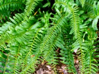Close-up of bright green fern fronds with slender leaflets, overlapping in a garden bed.