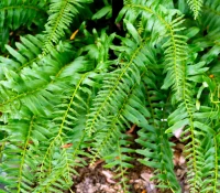 Close-up of bright green fern fronds with slender leaflets, overlapping in a garden bed.