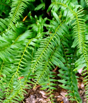 Close-up of bright green fern fronds with slender leaflets, overlapping in a garden bed.