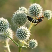 cicadia-killer-on-rattlesnake-master