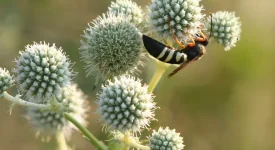 cicadia-killer-on-rattlesnake-master