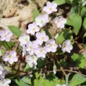 close-up-of-spring-beauty-native-ephemeral