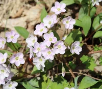 close-up-of-spring-beauty-native-ephemeral