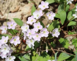close-up-of-spring-beauty-native-ephemeral