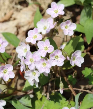 close-up-of-spring-beauty-native-ephemeral close-up-of-spring-beauty-native-ephemeral