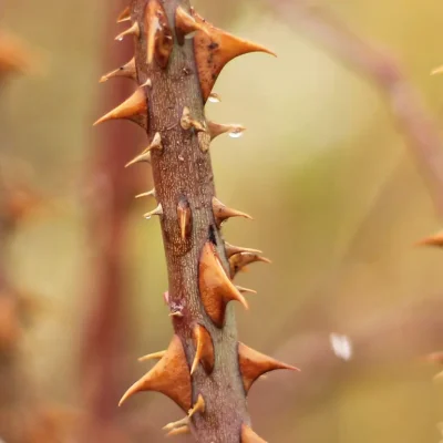 closeup-thorns-of-invasive-dog-rose