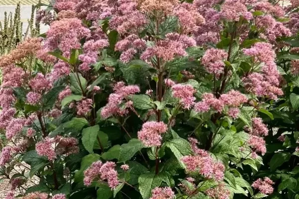 Photo by Kathy Daniel