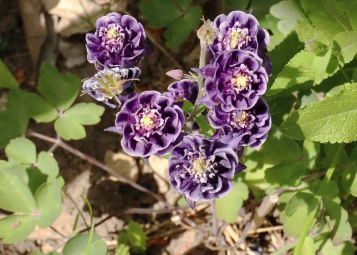 columbine-cultivar-winky-double-blue