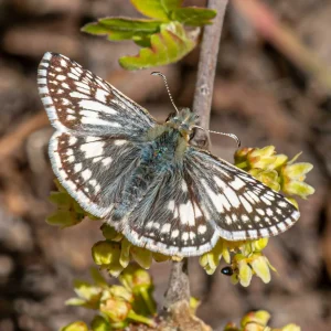 common-checkered-skipper-butterfly-native-host-plant