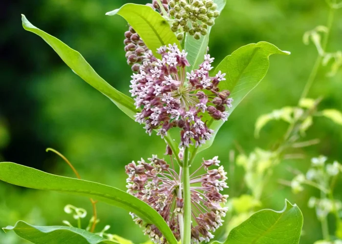 common-milkweed-native-flower-in-bloom