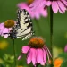 coneflower-native-plant-swallowtail-butterfly