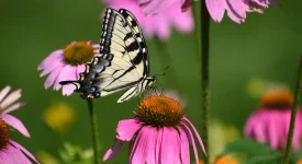 coneflower-native-plant-swallowtail-butterfly