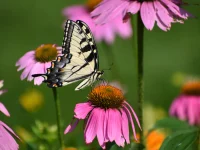 coneflower-native-plant-swallowtail-butterfly