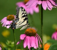 coneflower-native-plant-swallowtail-butterfly