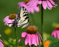 coneflower-native-plant-swallowtail-butterfly