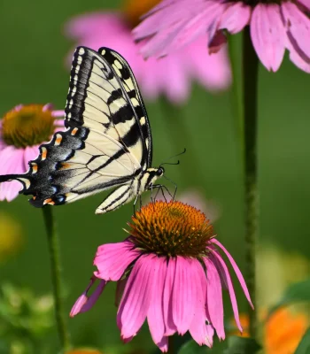 coneflower-native-plant-swallowtail-butterfly