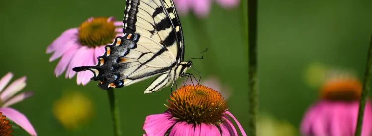 coneflower-native-plant-swallowtail-butterfly