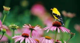 coneflower-with-finch-native-plant