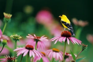 coneflower-with-finch-native-plant