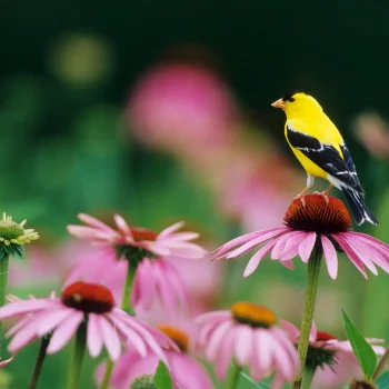 coneflower-with-finch-native-plant