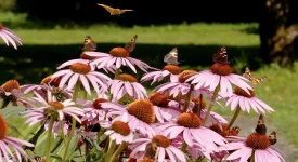 coneflowers-with-butterflies-native-gardening