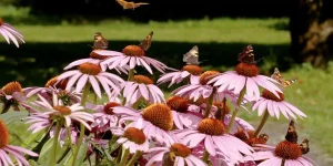 coneflowers-with-butterflies-native-gardening