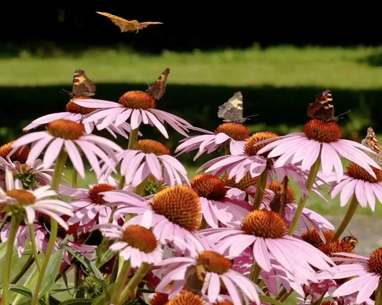 Purple coneflowers can hold a border solo