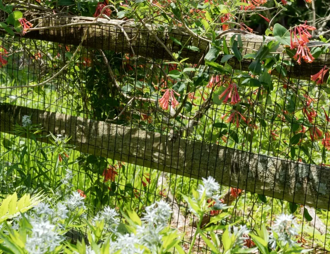 Wooden fence and wire mesh with pink honeysuckle blossoms climbing over it in a sunny garden