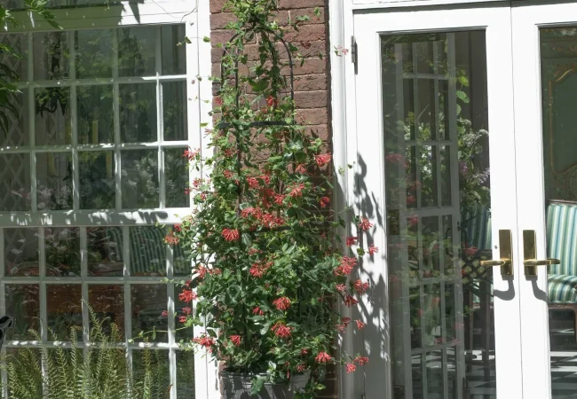 Coral honeysuckle is also container friendly!