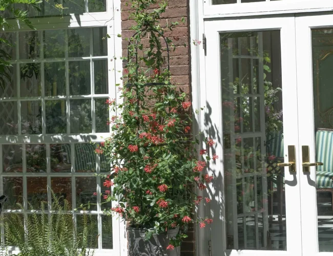 Coral honeysuckle is also container friendly!