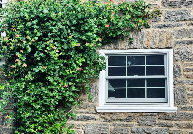 Coral honeysuckle climbing along a house