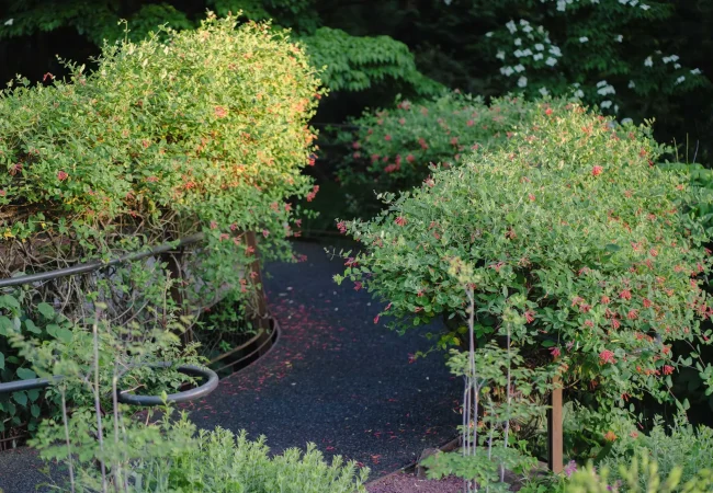 Coral honeysuckle living its best life along a walkway at Chanticleer garden